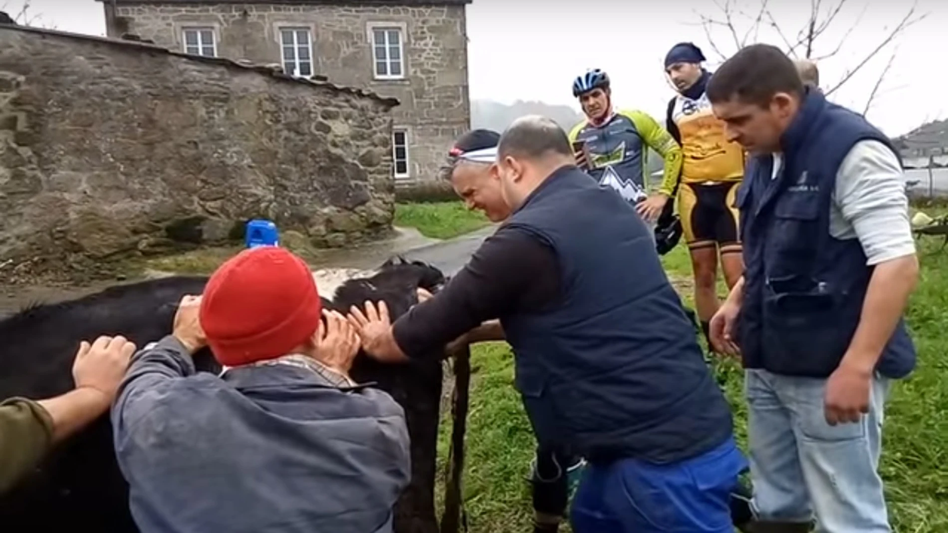 Ciclistas ayudan a un ternero a parir Ciclistas ayudan a un ternero a parir