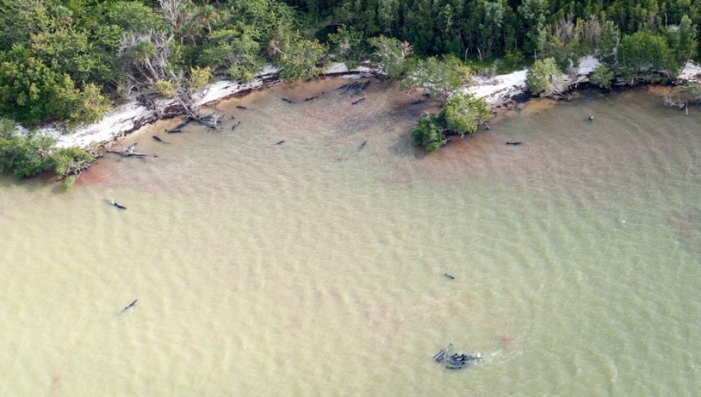 Al menos 82 delfines muertos en las costas de Florida