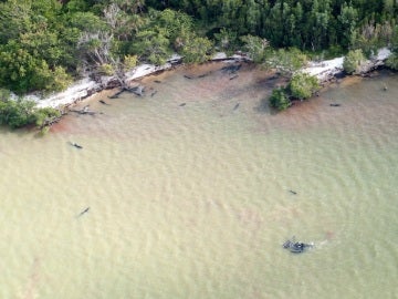 Al menos 82 delfines muertos en las costas de Florida