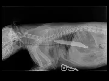 Radiografía del cachorro que se comió un cuchillo Radiografía del cachorro que se comió un cuchillo