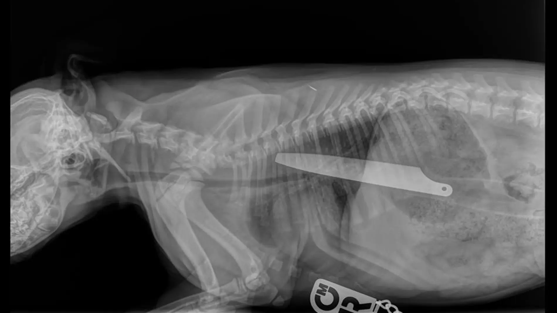 Radiografía del cachorro que se comió un cuchillo Radiografía del cachorro que se comió un cuchillo