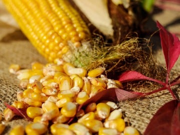 El maíz, de los vegetales que más engordan El maíz, de los vegetales que más engordan