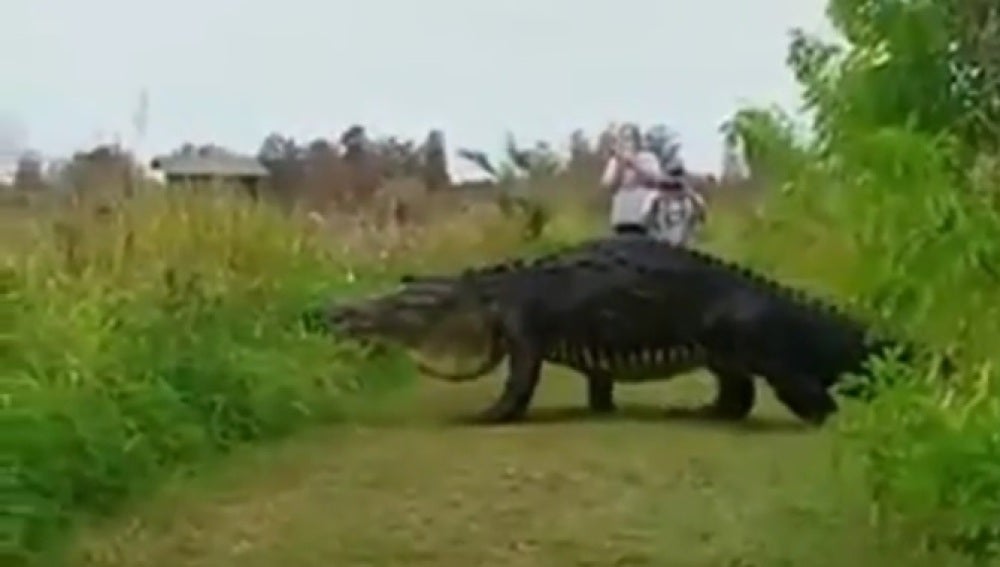 El cocodrilo cruzando en Parque Natural de Florida