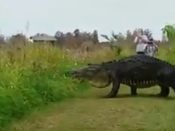 El cocodrilo cruzando en Parque Natural de Florida