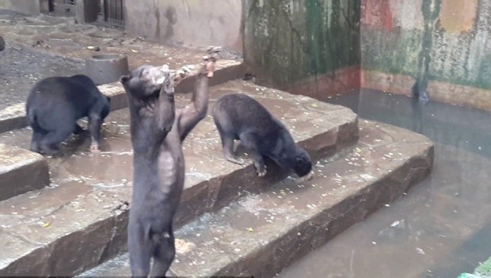 Uno de los osos pidiendo comida a los visitantes del zoo