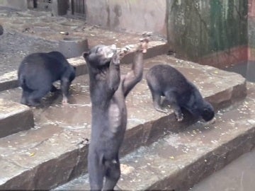 Uno de los osos pidiendo comida a los visitantes del zoo