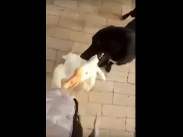 El perro intentando impedir el ataque del ganso El perro intentando impedir el ataque del ganso
