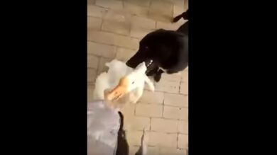 Un perro evita que un ganso ataque a su dueño agarrándole del cuello