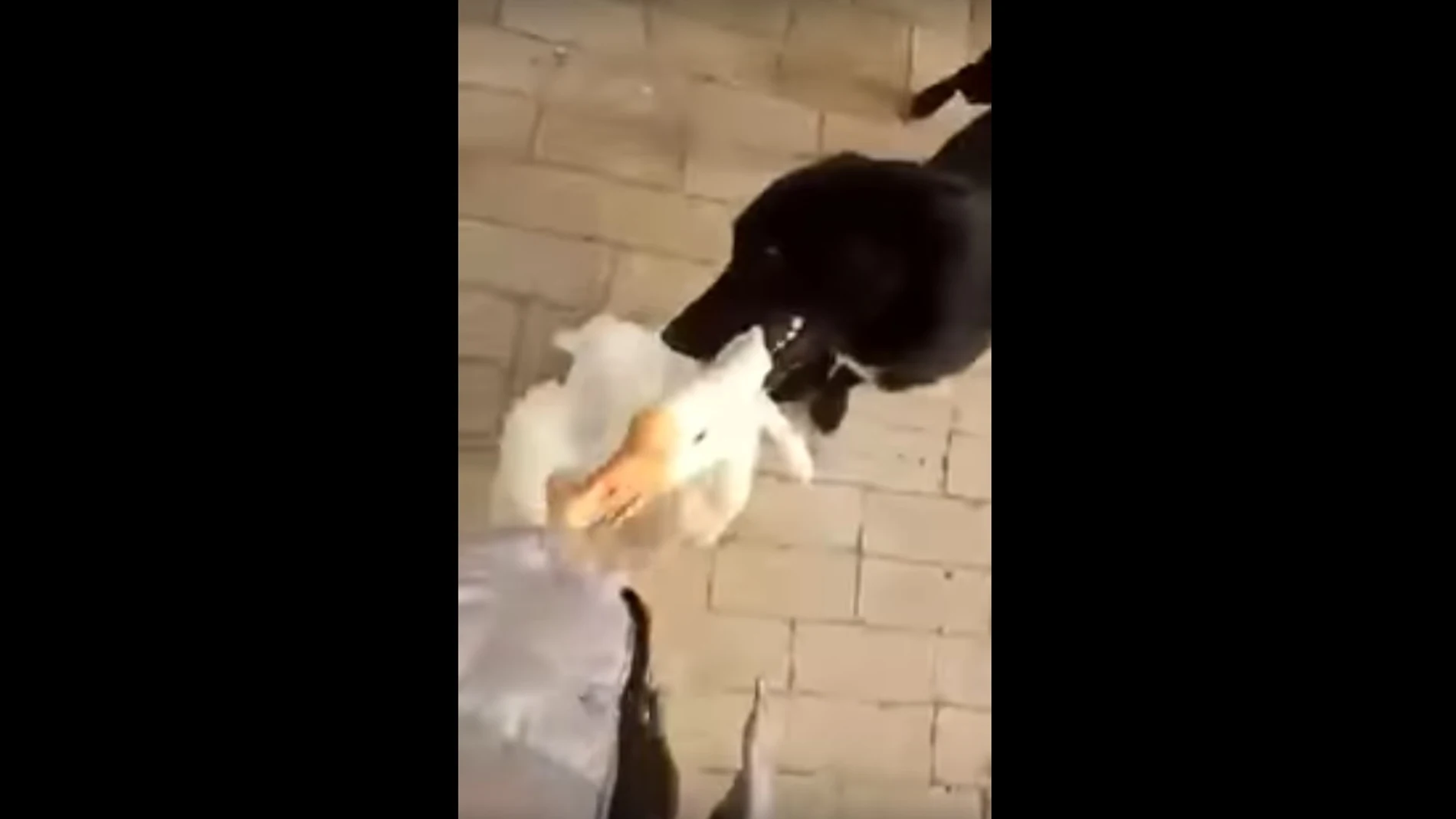 El perro intentando impedir el ataque del ganso