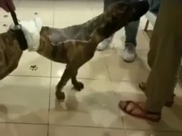 Yako, el cachorro de cinco meses Yako, el cachorro de cinco meses