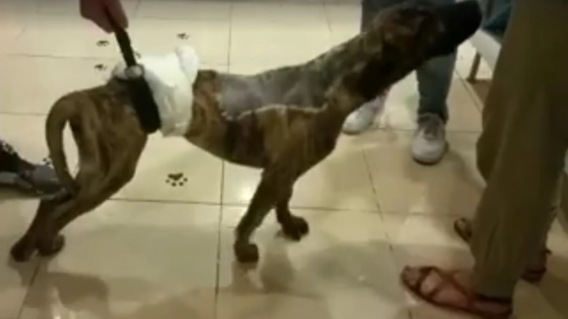 Yako, el cachorro de cinco meses Yako, el cachorro de cinco meses