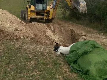 Algunos de los caballos enterrados Algunos de los caballos enterrados
