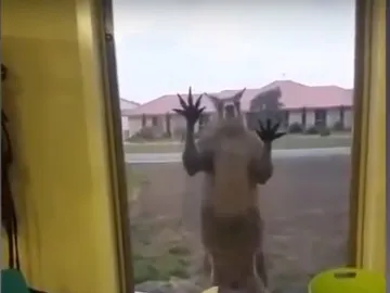 Un canguro agresivo atemoriza a una familia Un canguro agresivo atemoriza a una familia