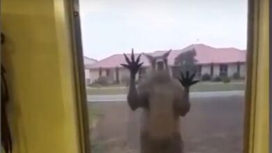 Una mujer graba el momento en el que un canguro agresivo le impide salir de su casa