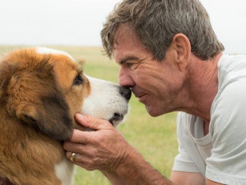 'A Dog's Purpose' se ha visto salpicada por un caso de maltrato animal