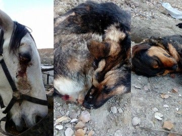 Animales agredidos por un grupo de cazadores en Granada