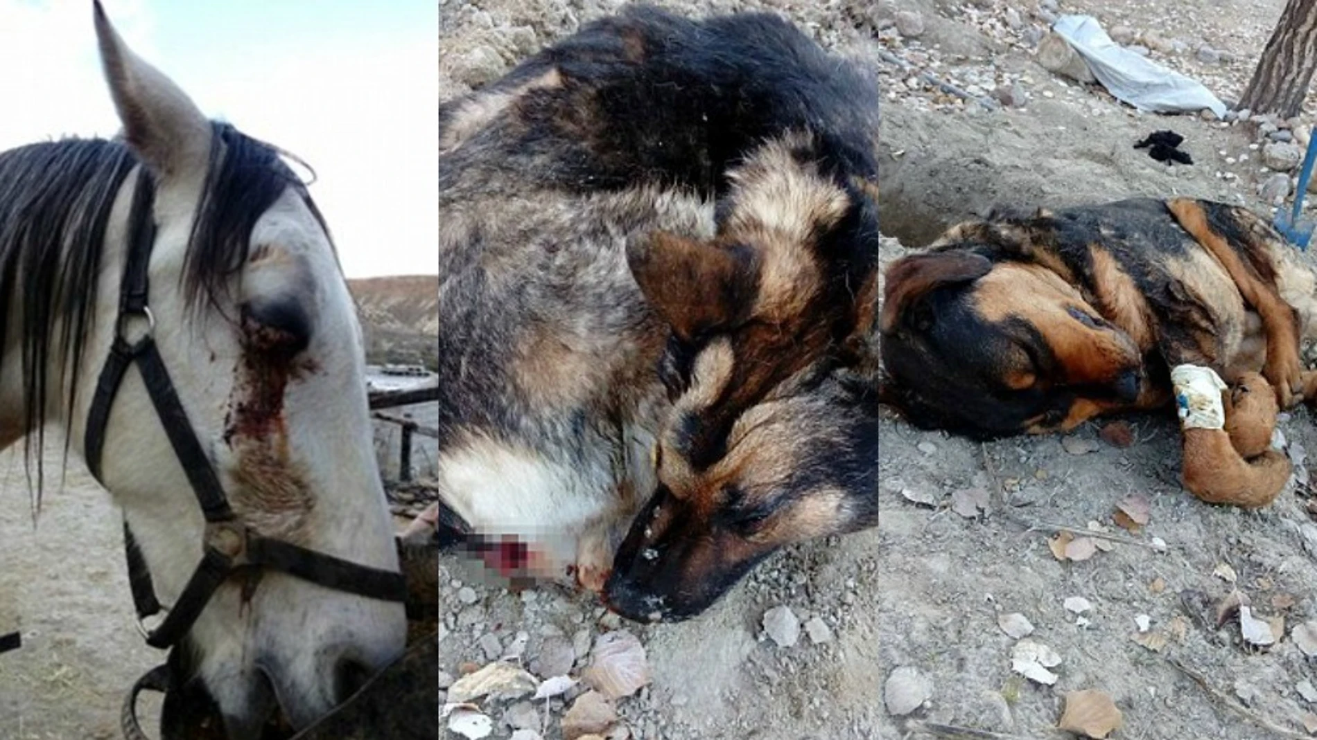 Animales agredidos por un grupo de cazadores en Granada Animales agredidos por un grupo de cazadores en Granada