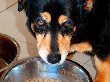 Perros veganos Perros veganos