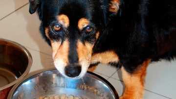 Perros veganos