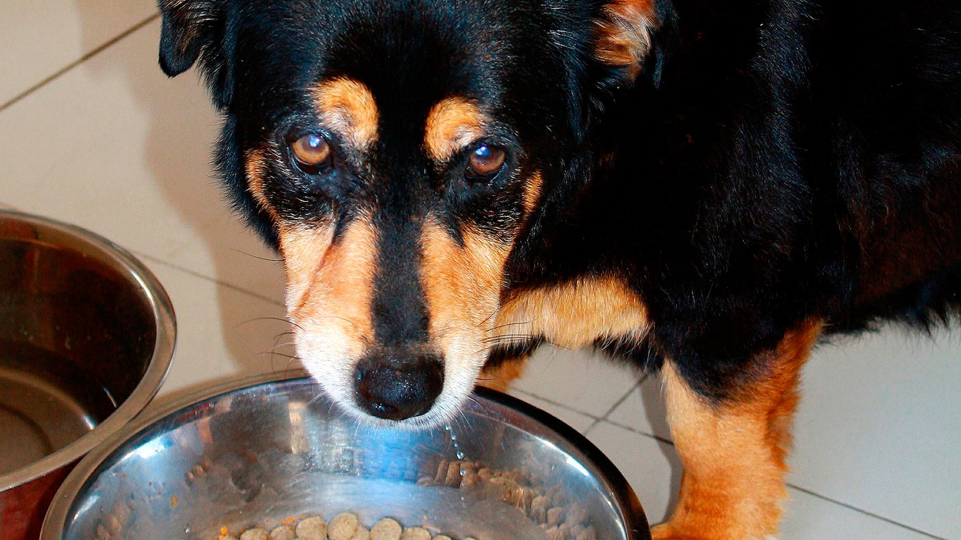 Perros veganos
