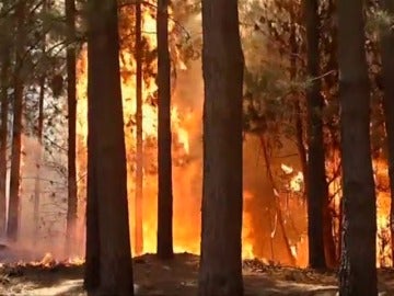 Frame 0.815281 de: El fuego arrasa casi 200.000 hectáreas en Chile