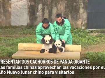 Presentan dos cachorros de panda gigante en China