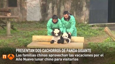 Presentan dos cachorros de panda gigante en China