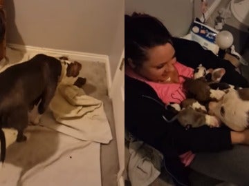 Capturas del vídeo que muestra cómo va entregando a sus cachorros a la joven
