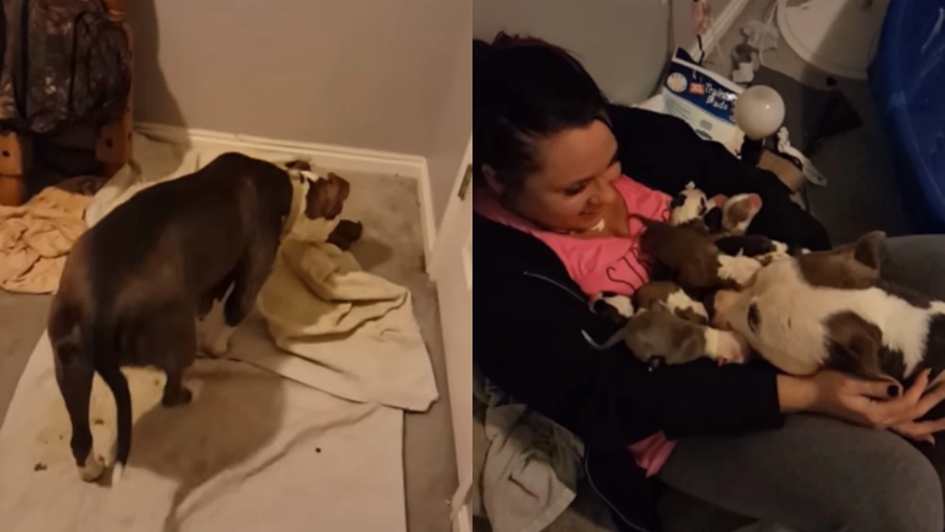 Capturas del vídeo que muestra cómo va entregando a sus cachorros a la joven Capturas del vídeo que muestra cómo va entregando a sus cachorros a la joven