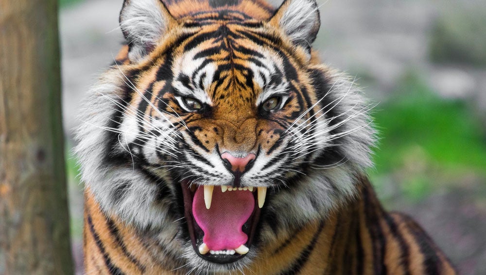 Imagen de archivo de un tigre