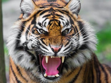 Imagen de archivo de un tigre