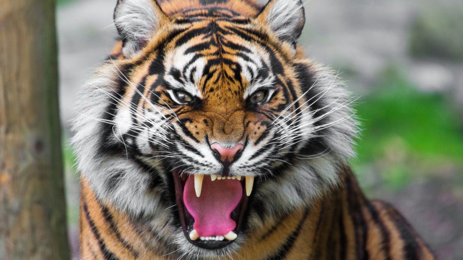 Muere una cuidadora de un zoo de Inglaterra tras ser atacada por un tigre