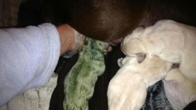 Una hembra de labrador color chocolate da a luz a cinco cachorros, uno de ellos verde