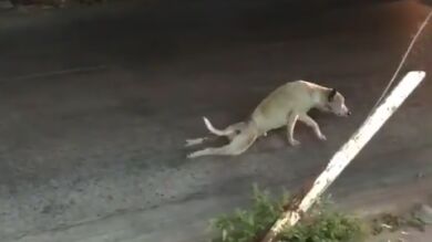 Un perro finge no poder andar y el vídeo se vuelve viral