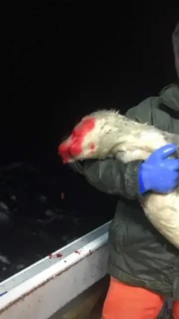 Jay Jenkins agarra el cuerpo ensangrentado de la foca Jay Jenkins agarra el cuerpo ensangrentado de la foca