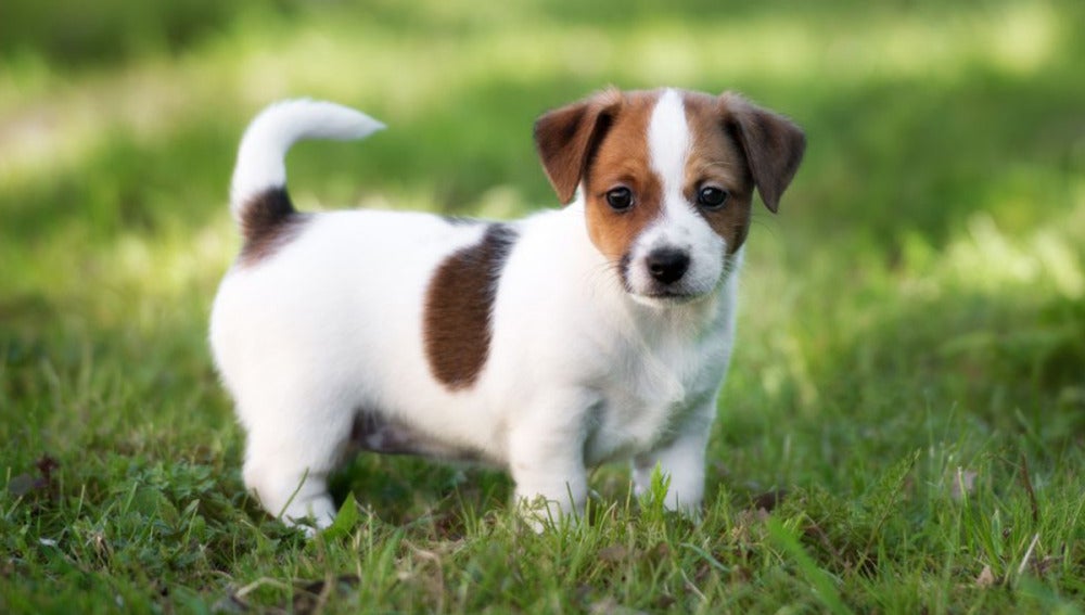 Taiwán prohíbe por ley el maltrato animal y comer carne de perro y gato