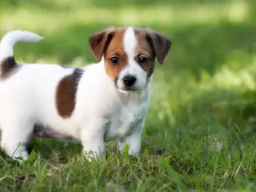Cachorro de perro de la raza Jack Russell Cachorro de perro de la raza Jack Russell
