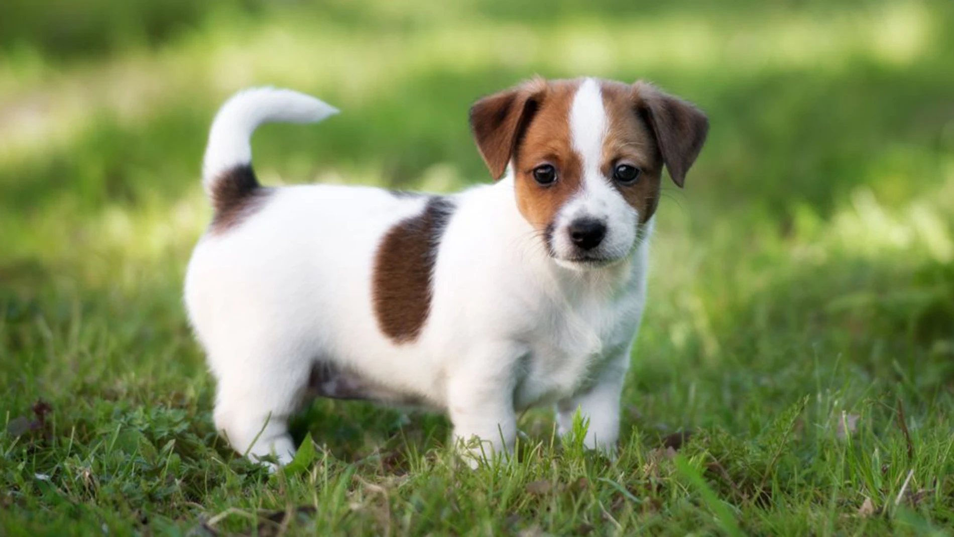 Cachorro de perro de la raza Jack Russell Cachorro de perro de la raza Jack Russell