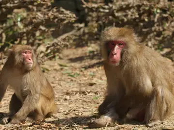 Monos Monos