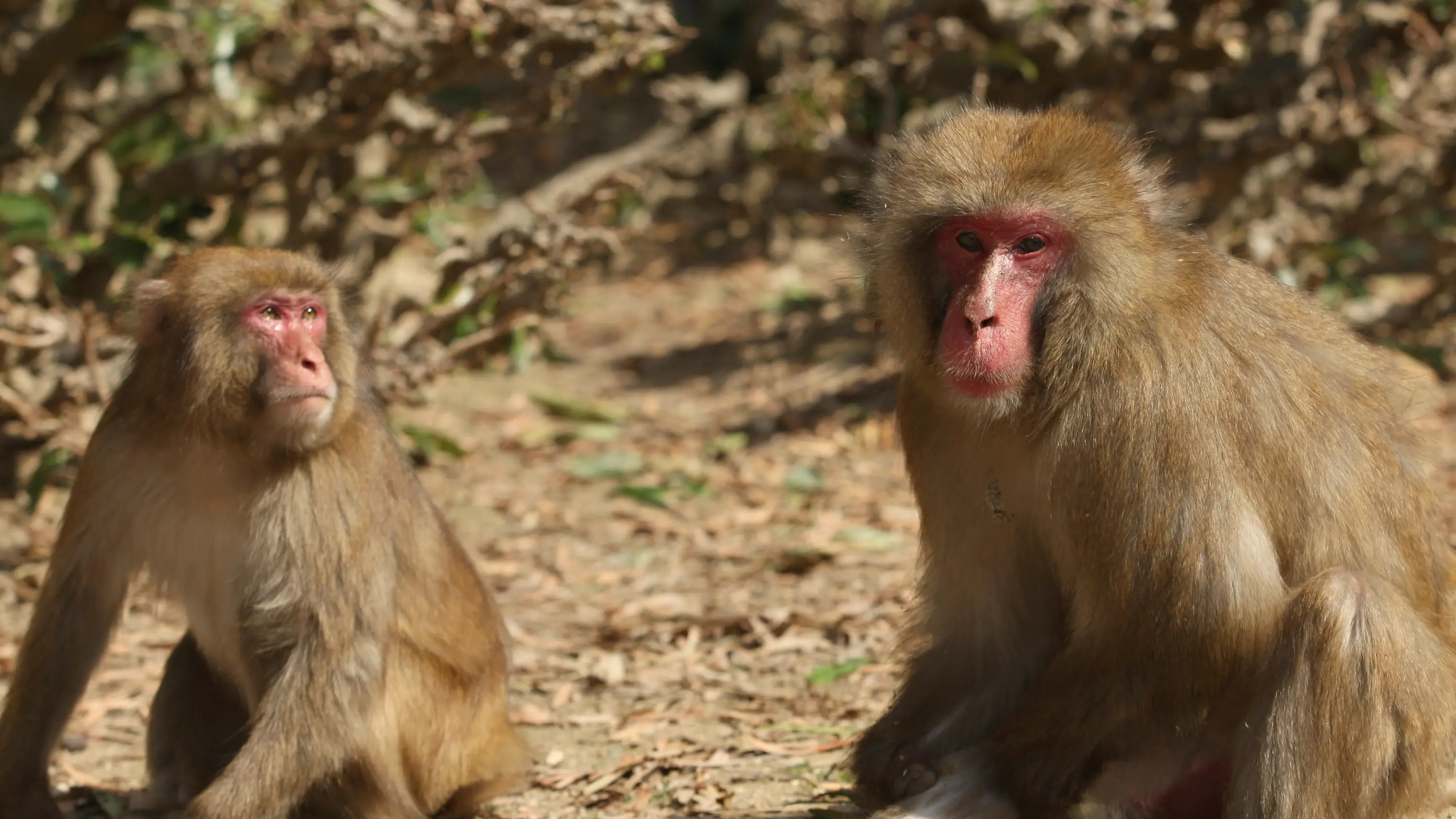 Monos Monos