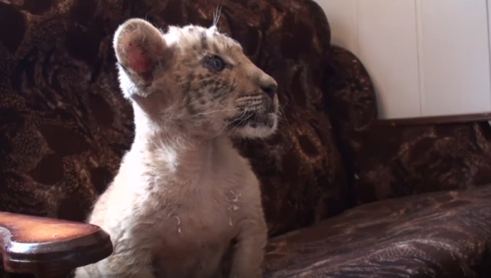 Zar nace del cruce de una tigresa y un león