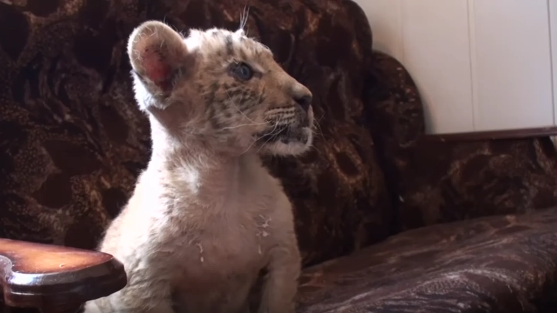 Zar nace del cruce de una tigresa y un león Zar nace del cruce de una tigresa y un león
