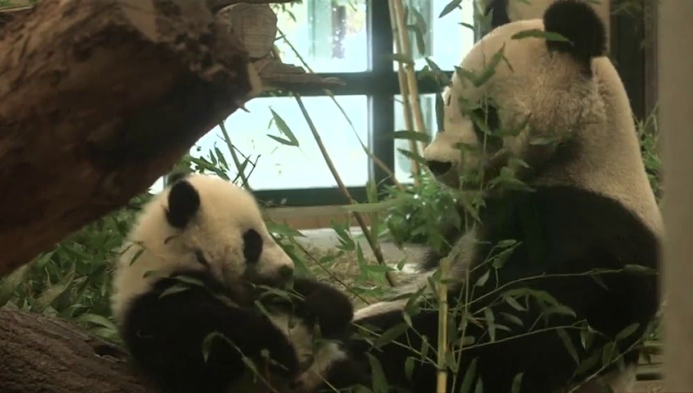 Frame 12.385698 de: Los osos panda mellizos, nacidos en el zoo de Viena, cumplen medio año