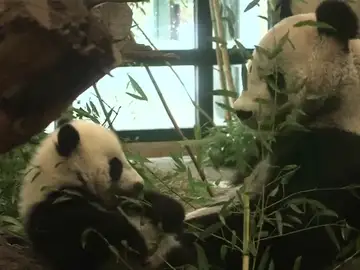 Frame 12.385698 de: Los osos panda mellizos, nacidos en el zoo de Viena, cumplen medio año Frame 12.385698 de: Los osos panda mellizos, nacidos en el zoo de Viena, cumplen medio año