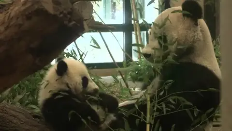 Frame 12.385698 de: Los osos panda mellizos, nacidos en el zoo de Viena, cumplen medio año Frame 12.385698 de: Los osos panda mellizos, nacidos en el zoo de Viena, cumplen medio año