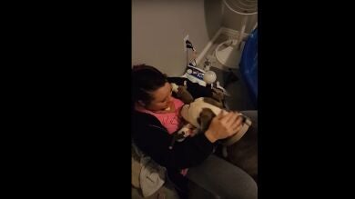 Grayce, una pitbull que había sido abandonada, ofrece sus cachorros recién nacidos a la mujer que la adoptó