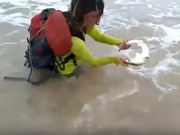 Una mujer intenta coger a un tiburón Una mujer intenta coger a un tiburón
