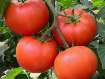 Imagen de archivo de varios tomates en una rama Imagen de archivo de varios tomates en una rama