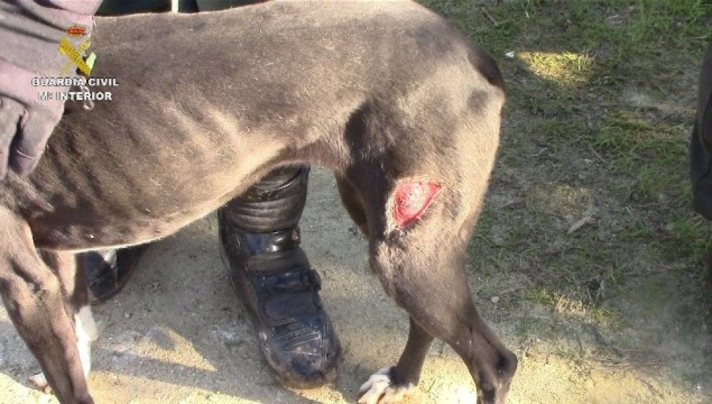 Perro rescatado de una perrera ilegal en Chiclana