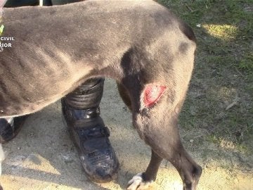 Perro rescatado de una perrera ilegal en Chiclana